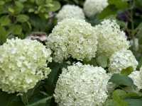 【🇯🇵東京近郊】熱海あたみ桜基準木，櫻花🌸迷必去‼️
