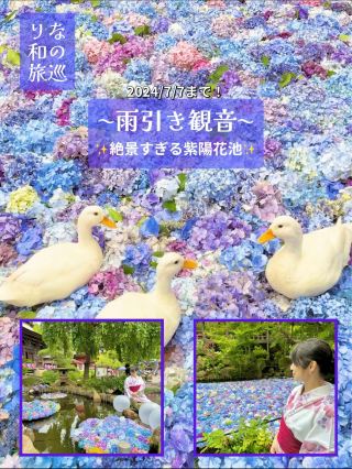 ～茨城縣～截止至7/7！絕美繡球花池
