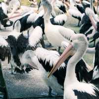 【インドネシア】ジャカルタで動物園に行くならラグナン動物園