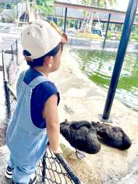 ตะลุยสวนสัตว์ Sriayuthaya Lion Park