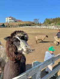 제주도 이색 체험🐪