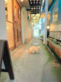 【日光】観覧車がエモい🤍猫好きさんにおすすめ🩶レトロな裏路地さんぽ🐈‍⬛ ͗ ͗〰︎︎❤︎