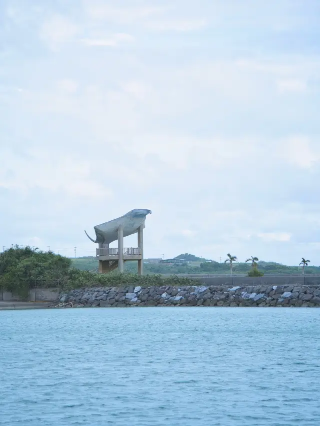 Manta Rays Swimming on Land??