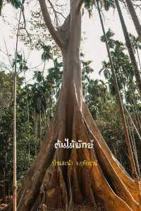 ต้นไม้ยักษ์ บ้านสะนำ บ้านไร่ อุทัยธานี 