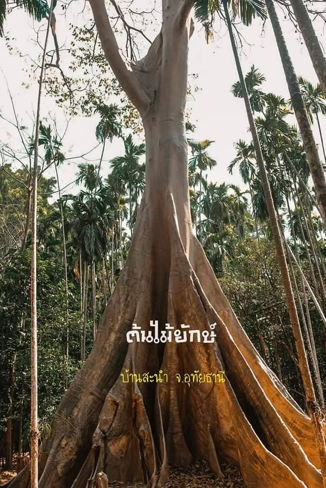 ต้นไม้ยักษ์ บ้านสะนำ บ้านไร่ อุทัยธานี 