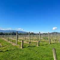 墨爾本酒莊遊（Domaine Chandon)_法國名香檳超值品酒經驗