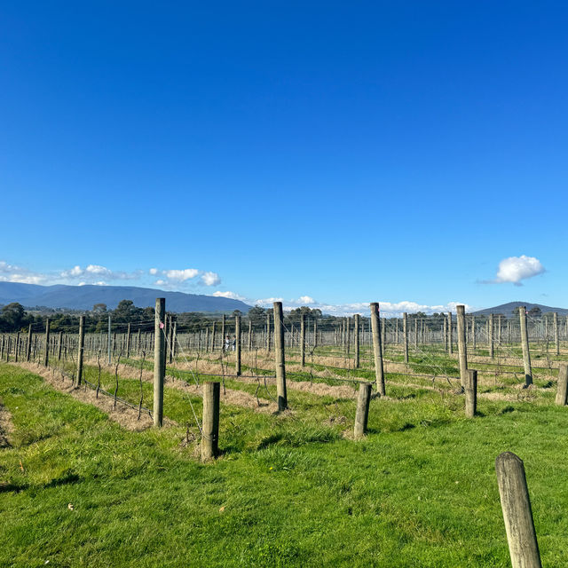 墨爾本酒莊遊（Domaine Chandon)_法國名香檳超值品酒經驗