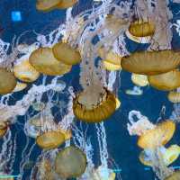 เปิดโลกใต้ทะเลฟิน ๆ ที่ Enoshima Aquarium 
