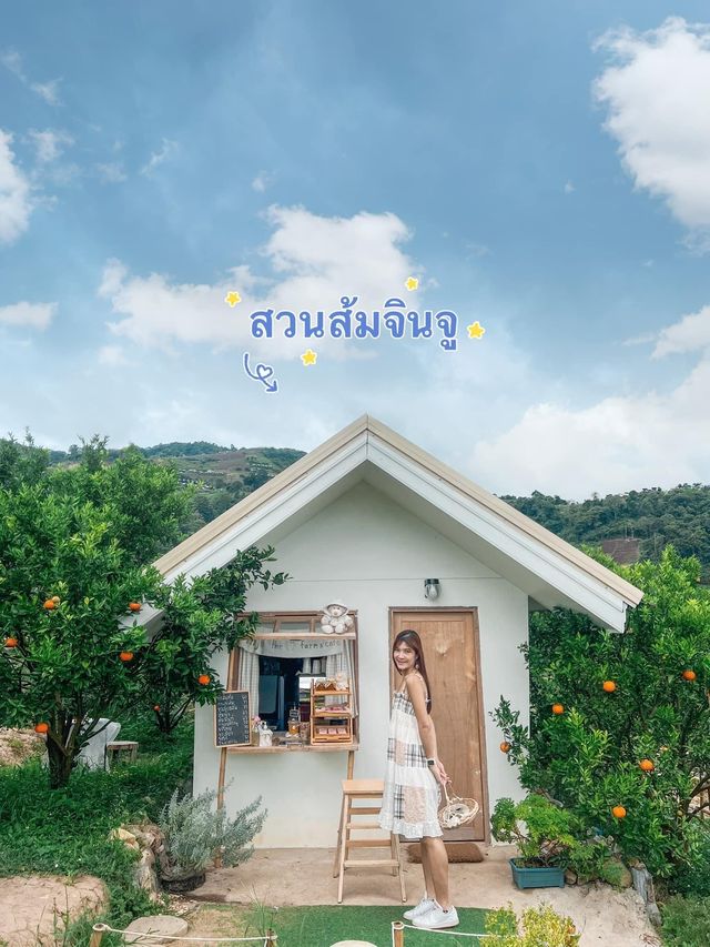 JINJU the orange farm สวนส้มเชียงใหม่ฟีลเกาหลี