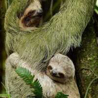 Amazon Rainforest: An Epic Adventure into the Heart of the Earth’s Green Lungs