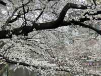 🌸 目黒川桜まつり - 春の美しさが川沿いに広がる🇯🇵