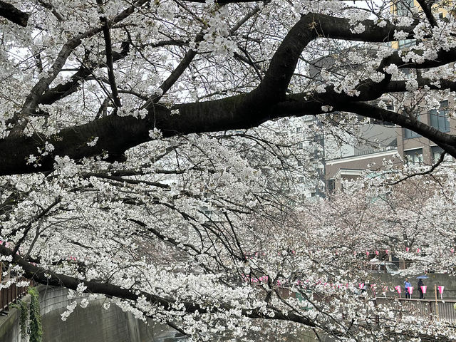 🌸 目黒川桜まつり - 春の美しさが川沿いに広がる🇯🇵