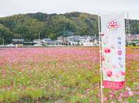 岩脇地區波斯菊花田