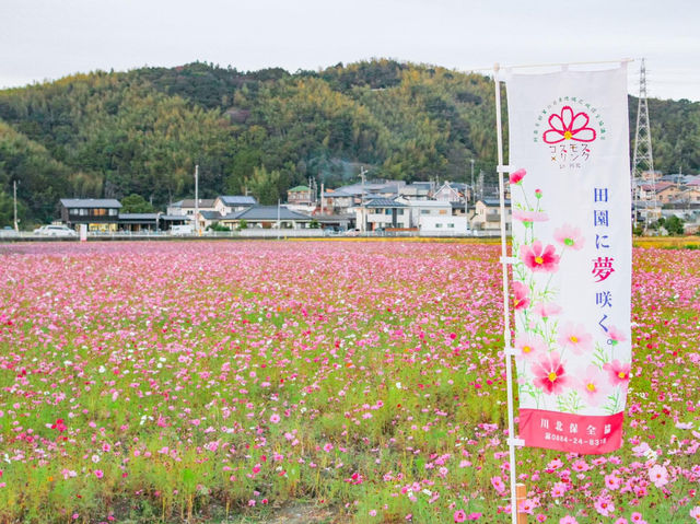岩脇地區波斯菊花田