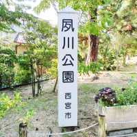 私の100の旅✨おすすめの桜並木の公園『夙川公園』🌸