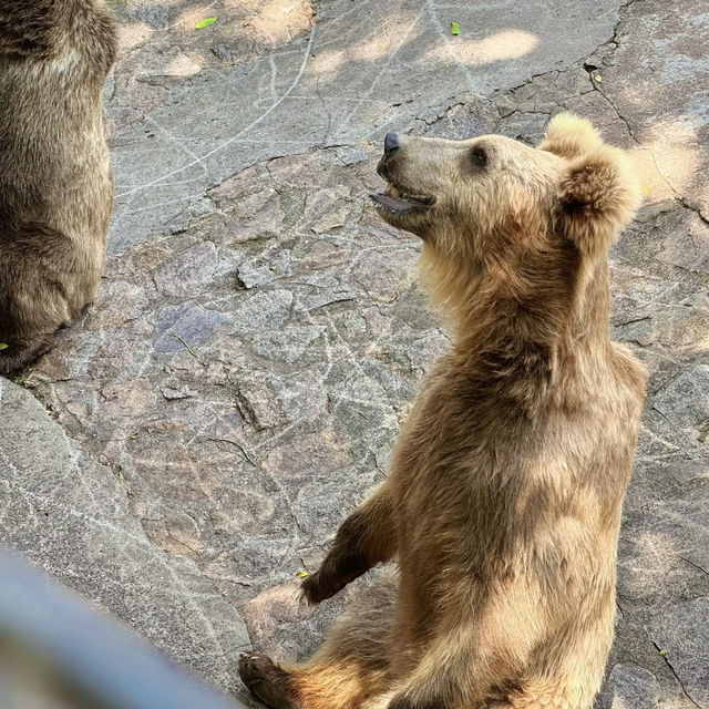 🌎廣州動物園～可愛動物世界🌎