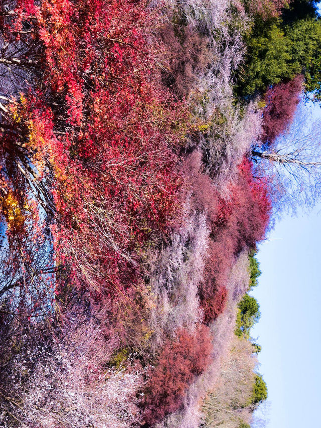 【愛知県】桜と紅葉が同時に見れる珍百景な絶景スポット