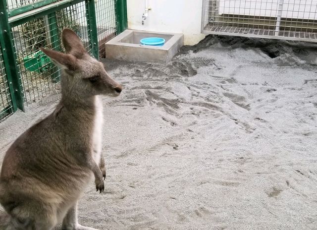 【北海道】札幌市内から近い！円山動物園の写真映えの動物たち
