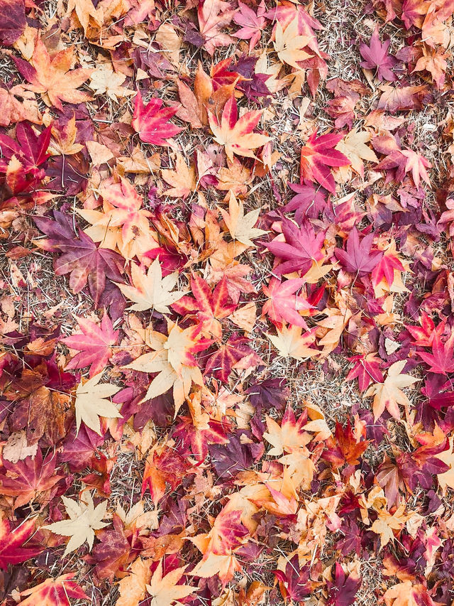 Autumn Splendor at Nami Island 🍁