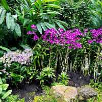 A Floral Paradise in National Orchid Garden 🇸🇬