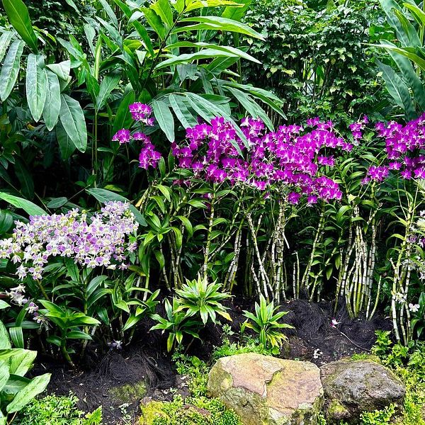 A Floral Paradise in National Orchid Garden 🇸🇬
