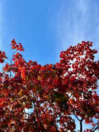 Stunning Autumn Colors at Nakajima Park 🍁