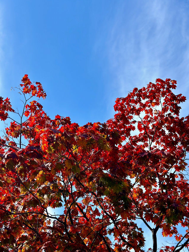 Stunning Autumn Colors at Nakajima Park 🍁
