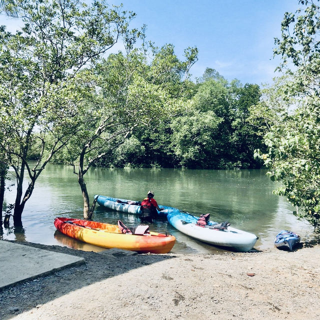 Kayaking Adventure in Pulau Ubin Mangroves