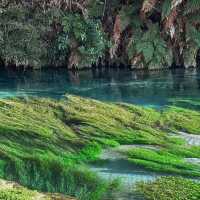 New Zealand Blue Spring