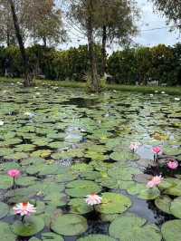 偽出國秒飛峇里島！屏東里港「水明漾活蝦景觀餐廳」絕美蓮花池與發呆亭帶你享受南洋氛圍
