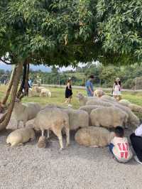 หนาวนี้ที่ ม่อนแกะ เขาค้อ🐑🌳