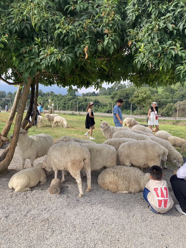 หนาวนี้ที่ ม่อนแกะ เขาค้อ🐑🌳
