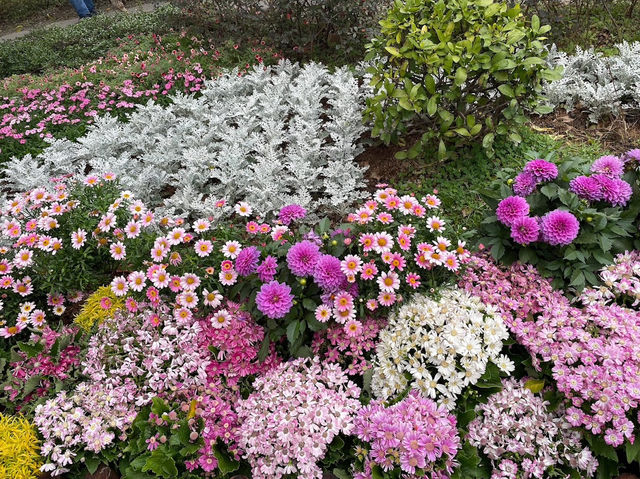 台北賞花好去處🪻大安森林公園🌺