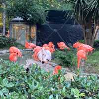 東京景點｜日本最古老的親子動物園—恩賜上野動物園