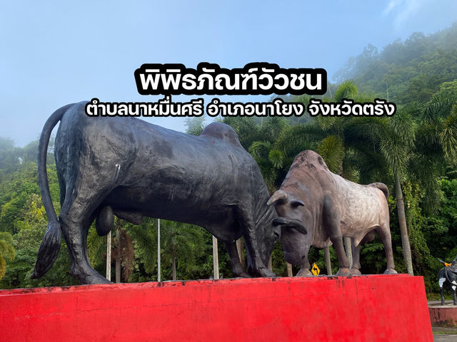 พิพิธภัณฑ์วัวชน นาหมื่นศรี