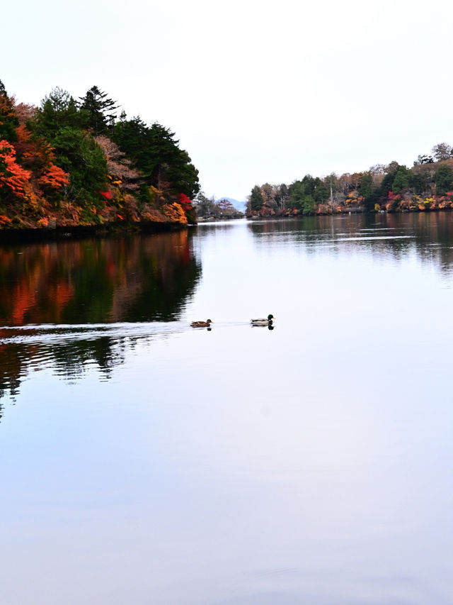 【日光】湖畔で眺める紅葉景色🍁