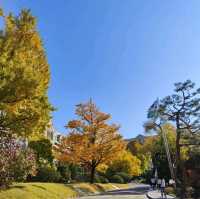 去首爾不能錯過的梨花女子大學銀杏林和紅葉美景