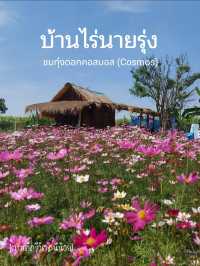 ชมทุ่งดอกคอสมอสที่สวนบ้านไร่นายรุ่ง