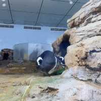 X-park Aquarium Taiwan 🪼🐟