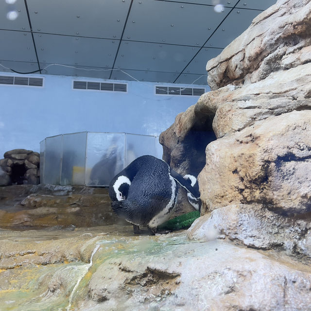 X-park Aquarium Taiwan 🪼🐟
