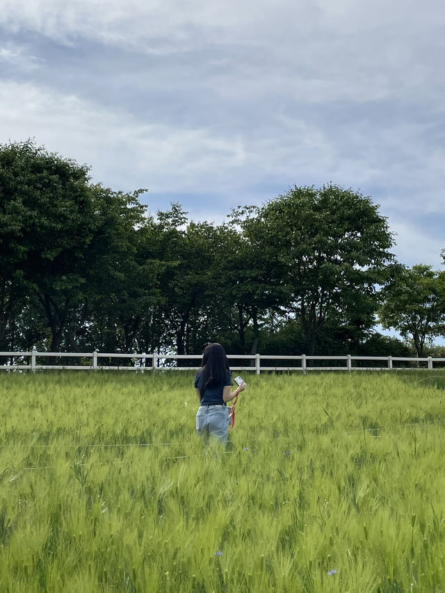 당진 근처 푸릇한🌱목장! 아그로랜드 태신목장
