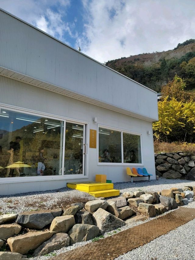 평창의 가을이 아름다운 은행나무카페💛