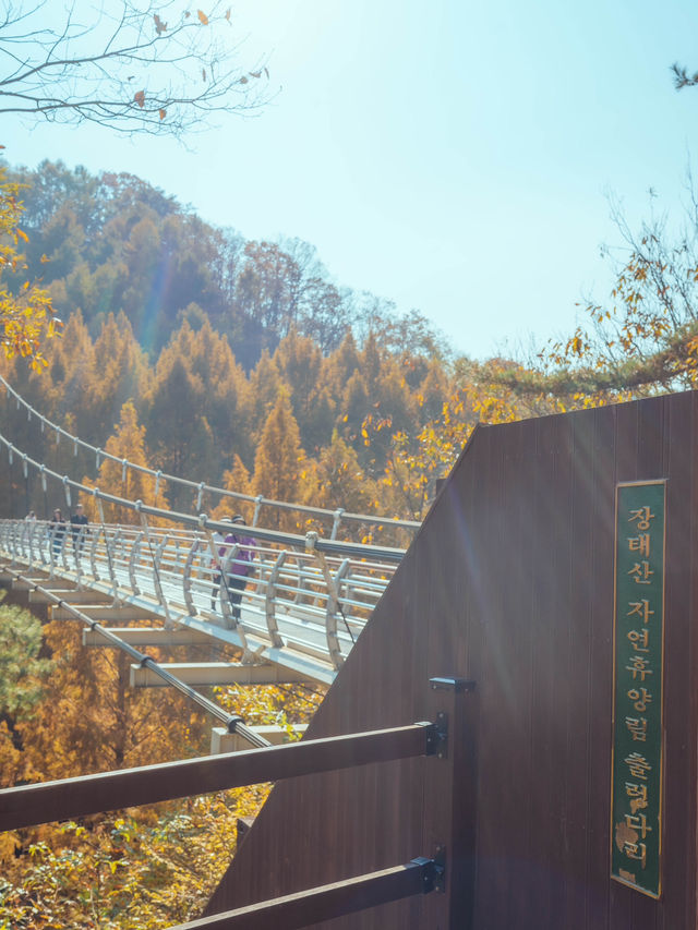 이븐하게 잘 물들었던 메타세콰이어 숲“대전 장태산휴양림“ 