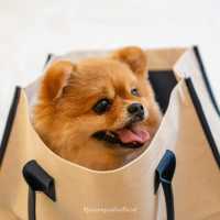 Pets friendly hotel Phuket🐶🐱
