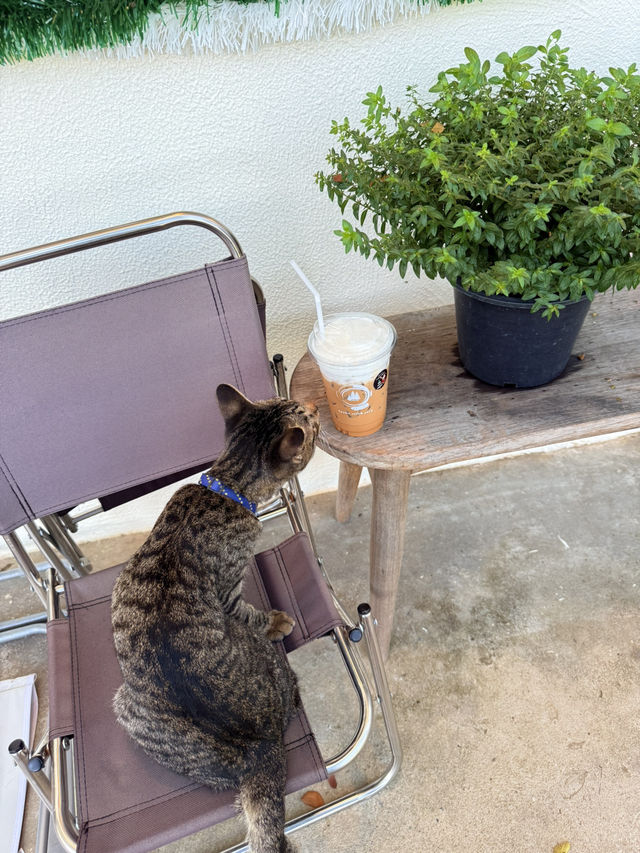 📍Apollo Cafe & Yard คาเฟ่ฟีลเขาใหญ่ในลำพูน