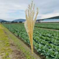 指宿：从长崎鼻去JR最南站打卡
