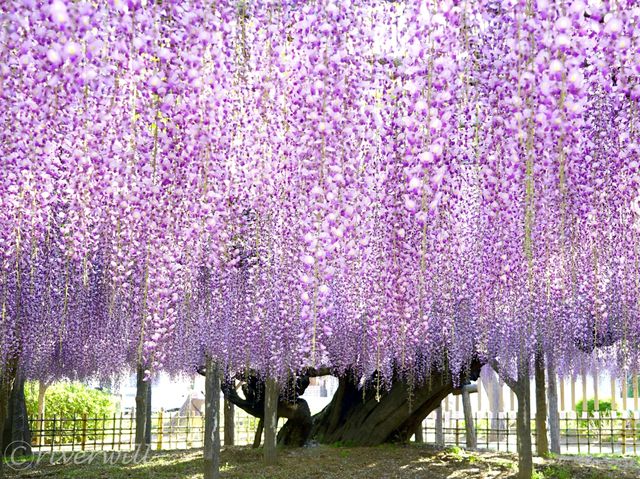 【埼玉県】埼玉の隠れた藤と紅葉の名所！「玉敷神社」