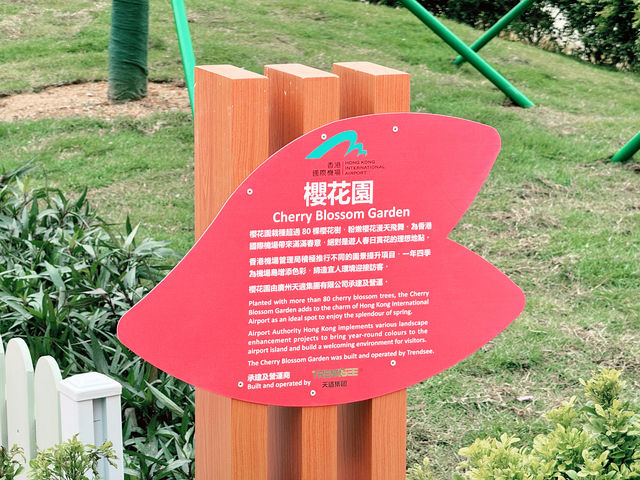 東涌櫻花園：春天的浪漫之旅🌸✨