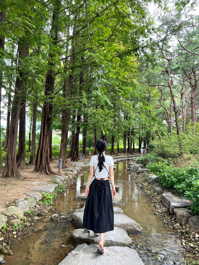 양평 가볼만한곳 세미원 연꽃축제🪷