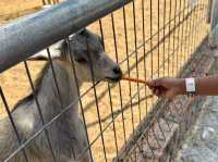 GET WILD AT TTI MINI ZOO | FEED, PLAY, AND EXPLORE IN TERENGGANU